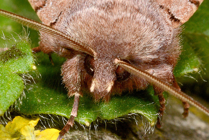 17 Quiz - Orthosia (Semiophora) gothica